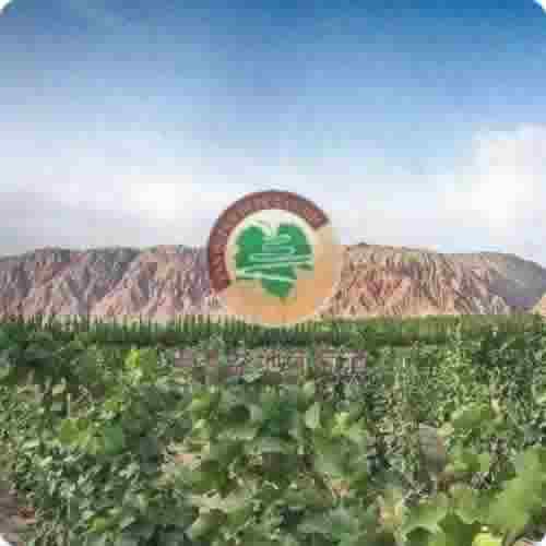 焉耆盆地葡萄酒地理标志证明商标成功注册